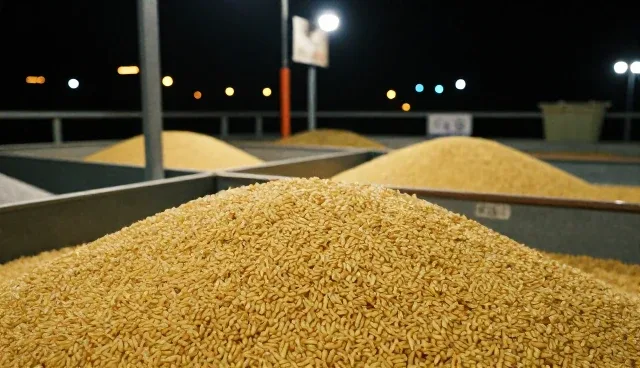 有机粮食加工产品在供应链优化中的适用情况与限制